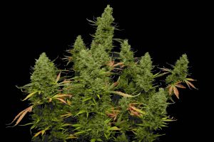 high-yield-autoflower-in-a-dark-room