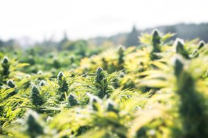 autoflowers-growing-outdoors