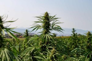 sativa-strains-growing-outdoors-in-a-field