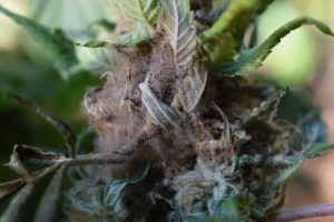 bud rotting on a cannabis plant