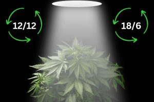 cannabis-plant-under-grow-light-with-the-two-main-light-cycles-showing-either-side-of-the-plant-1