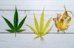 different stages of cannabis leaves yellowing and curling