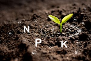 a cannabis seedling popping out of soil with the NPK ratios and other nutrients shown in its periodic table form