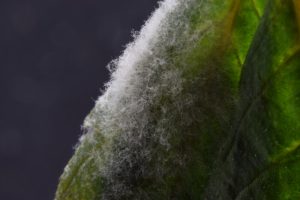 a close up of powdery mildew on a cannabis leaf