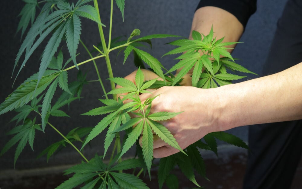 a man cutting a cannabis plant to create clones