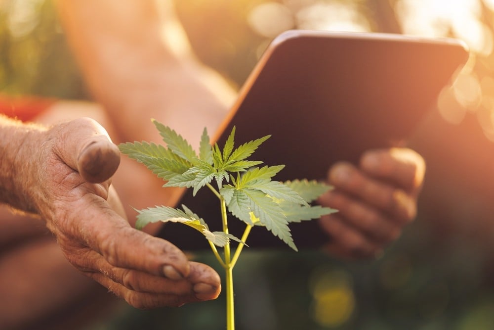 a man in red shorts with a clipboard checking on cannabis plants