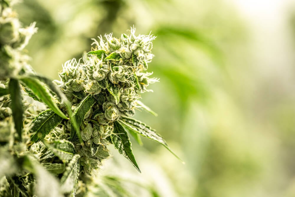 a close up of an afghan cannabis plant with a blurred background