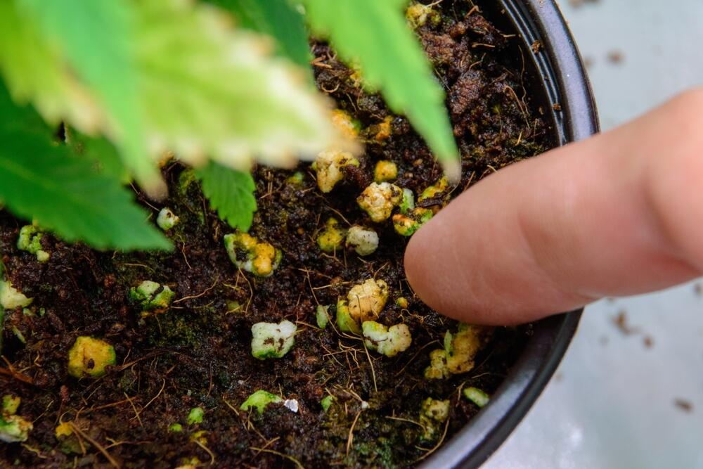 a finger pointing at some cannabis fertiliser in a cannabis plant pot