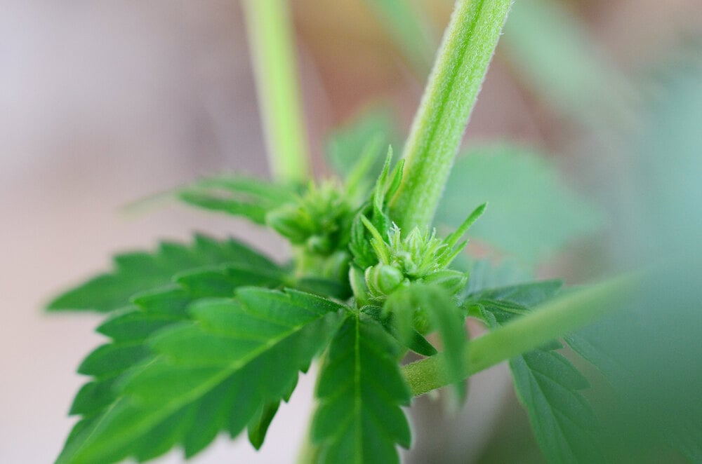 a close up of a cannabis plant that has hermied