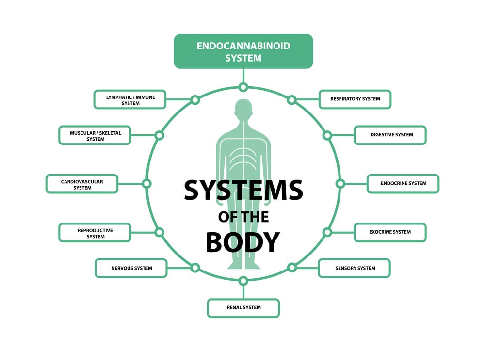 an image showing every system that is effected by the endocannabinoid system