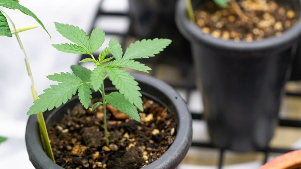 an autoflower plant that has been started in a small plastic cup