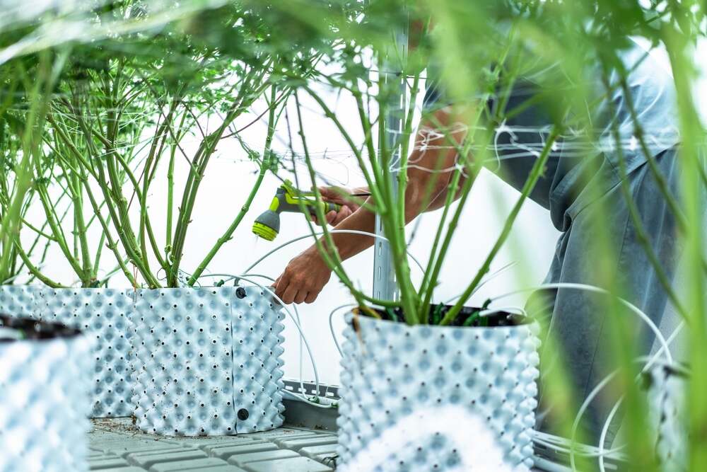 a man flushing his cannabis plants that are in white plant pots