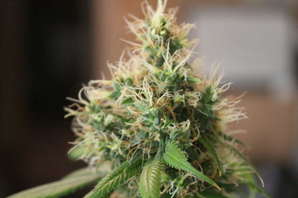 a close up photo of a cannabis plant, showing its pistils