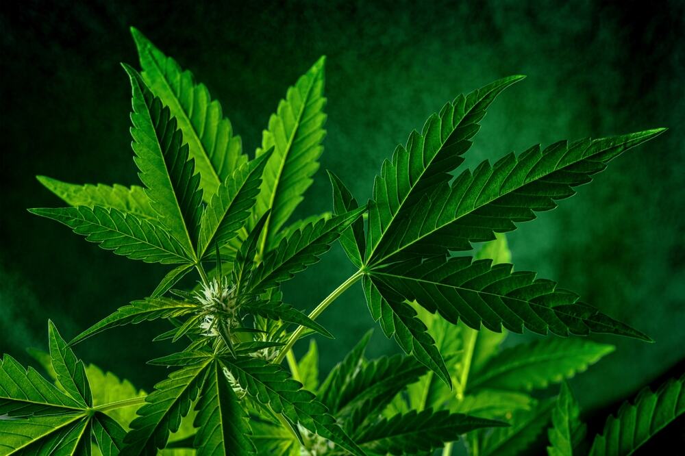 an indica cannabis plant