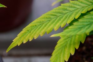 cannabis leaf veins turning yellow