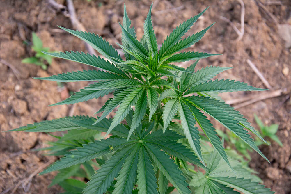 the top of the cannabis plant turning off shade and looking tired