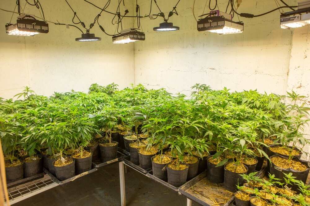 young cannabis plants growing in breeding warehouse