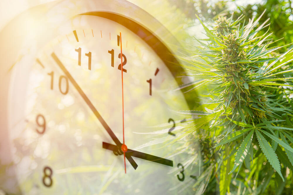 a merged image of a cannabis plant and a clock
