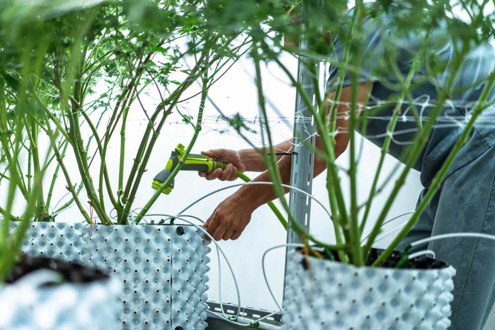 cannabis plants in the foreground with a man in the background flushing cannabis plants