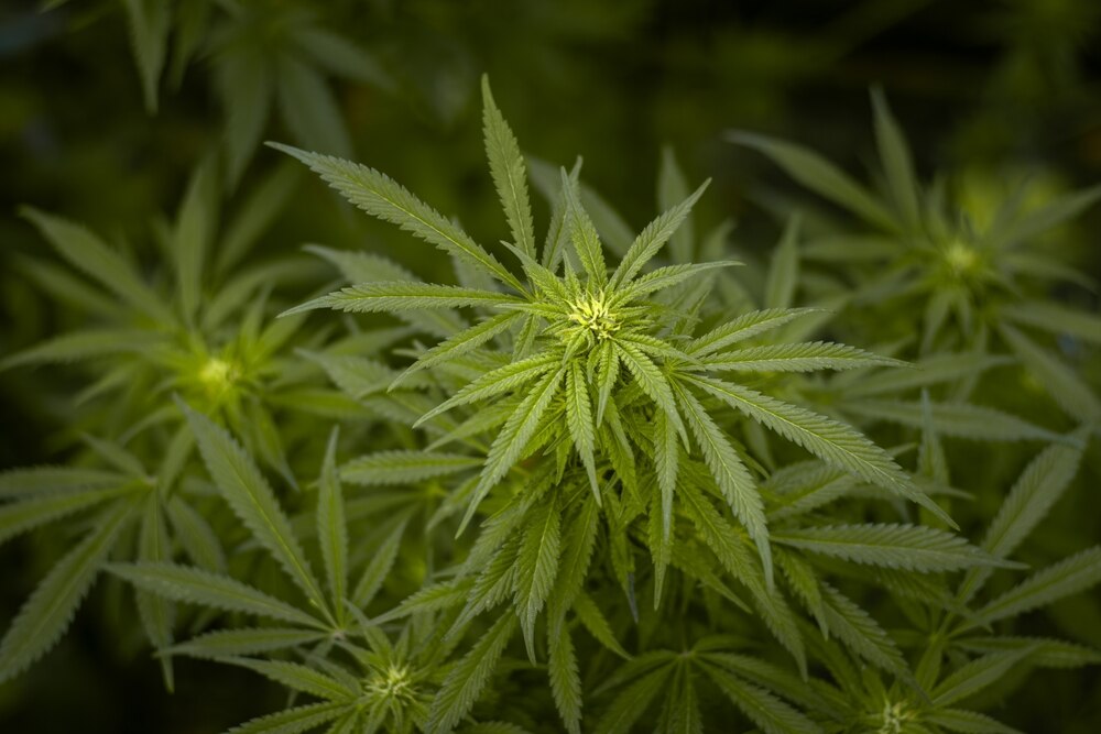 a cannabis plant going into the flowering stage with hairs starting to grow leading to bud formation