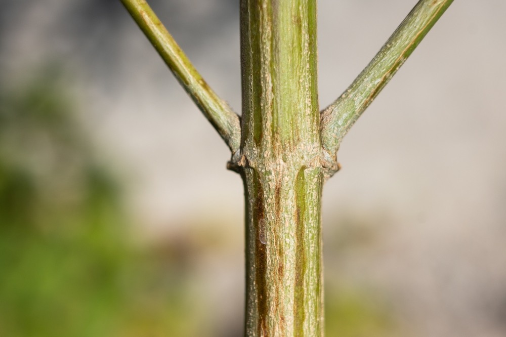 cannabis stem close up