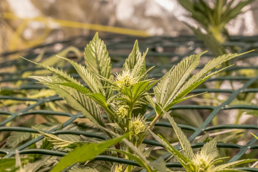 a plant that is in Scrog (a form of lst training)