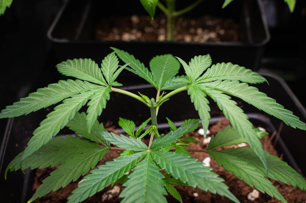 a cannabis plant in the veg stage growing the next set of internodes
