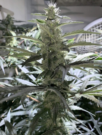 Trainwreck strain being grown indoors in a grow tent