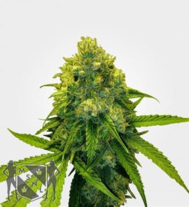 green-crack-feminized