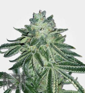 blue-dream-feminized-marijuana-seeds-by-msnl