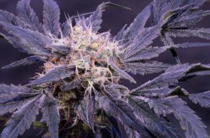 Strawberry cough strain in flowering stage