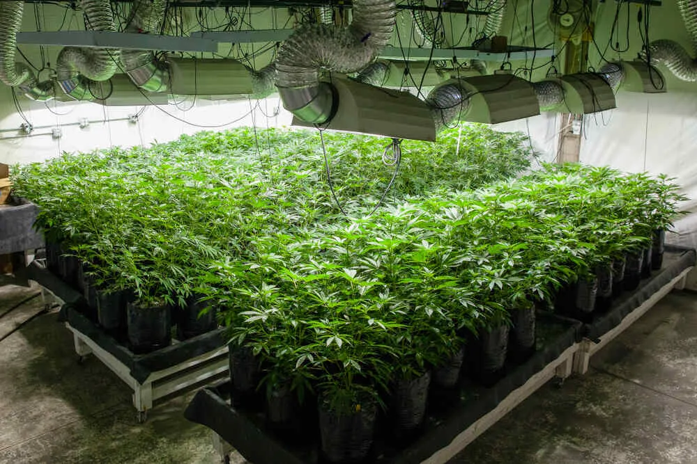 female cannabis plants separated in a room for breeding