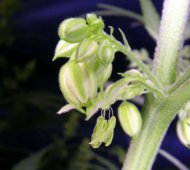 Male Marijuana pollen sacks