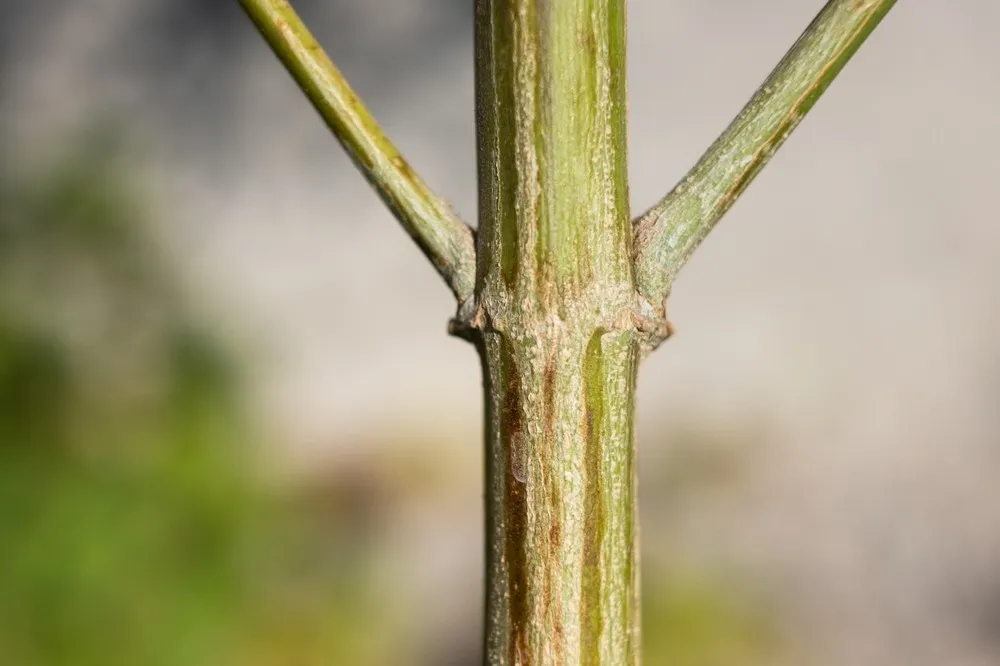 cannabis stem close up