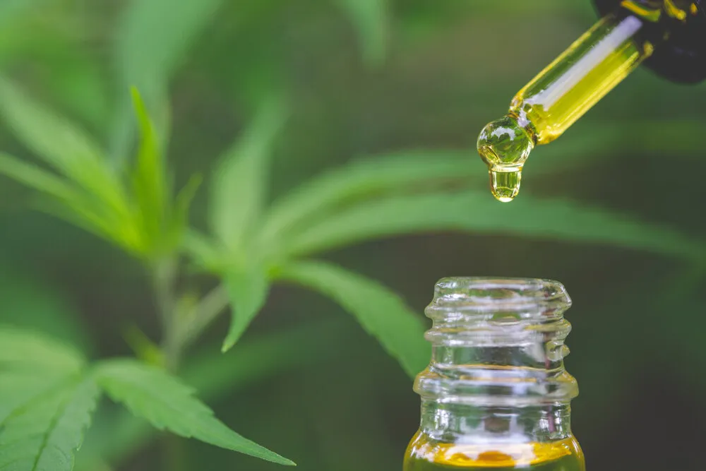 cbd hemp oil droplet into a vial with a cannabis plant in the background
