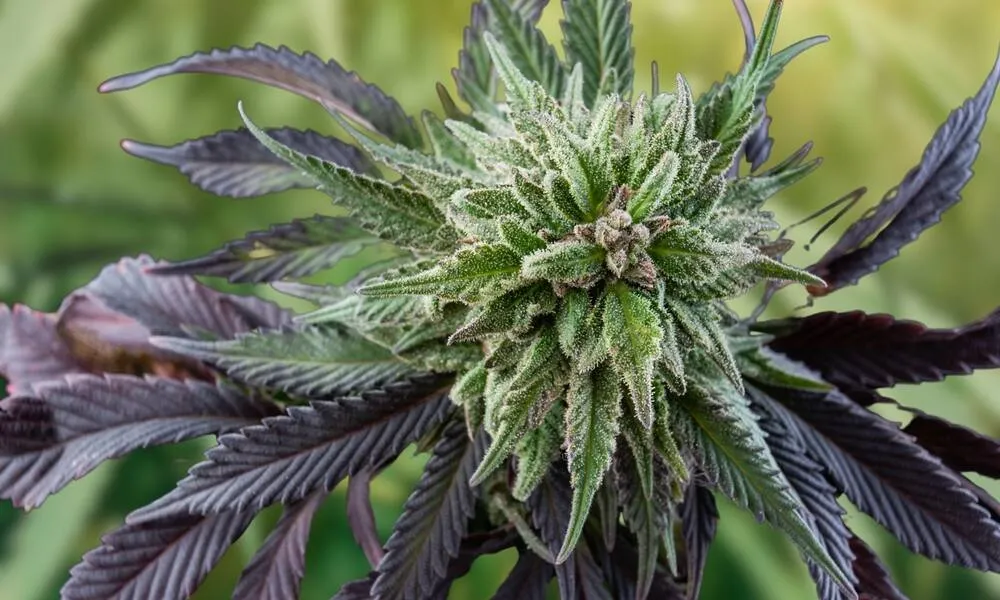 a heirloom cannabis strain that has been cross bred and is now showing purple traits