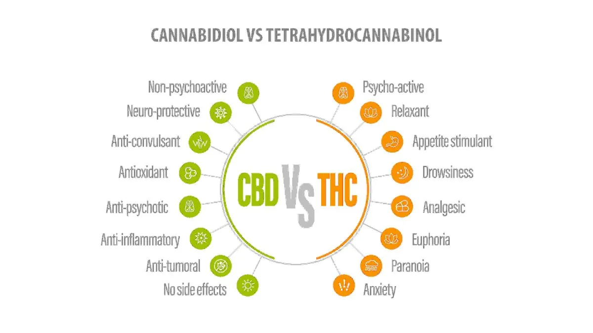 infographic explaining the differences between CBD and THC weed