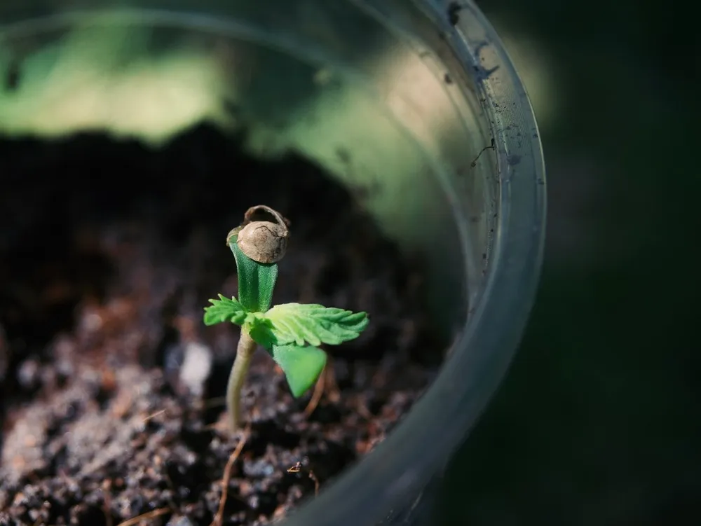 a cannabis plant with its first set of leaves showing the seedling stage