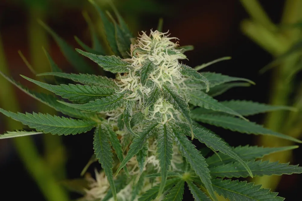 How Long Do Autoflowers Stay in the Flowering Stage?