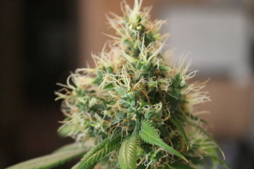 a close up photo of a cannabis plant, showing its pistils