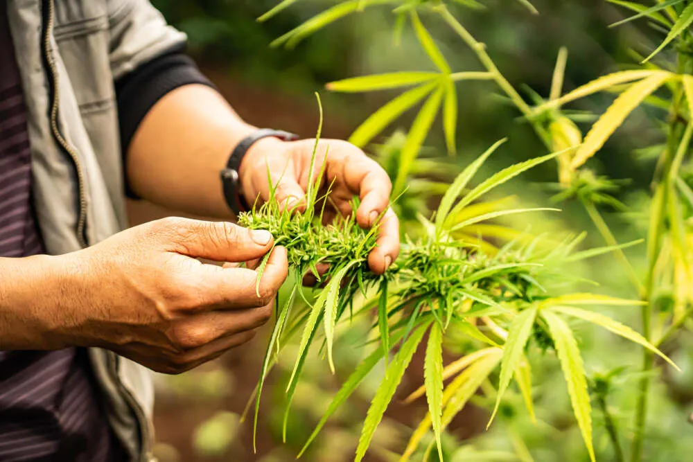 a man checking the quality of cannabis plants by touching the leaves