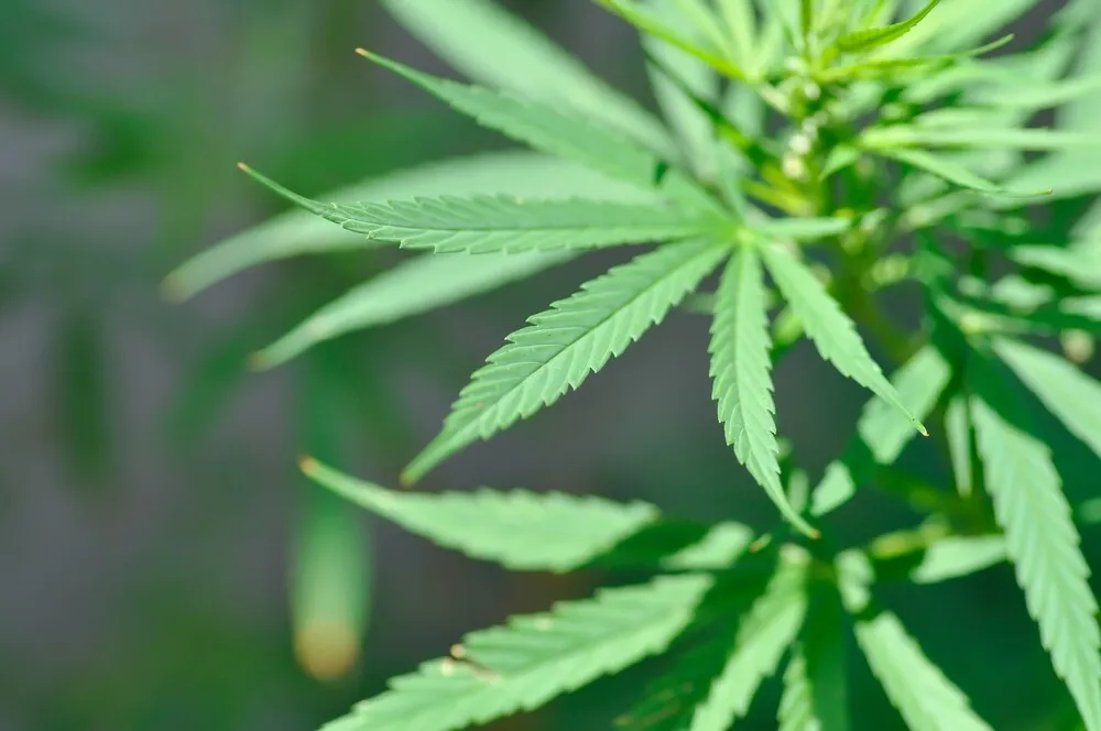 a sativa cannabis plant