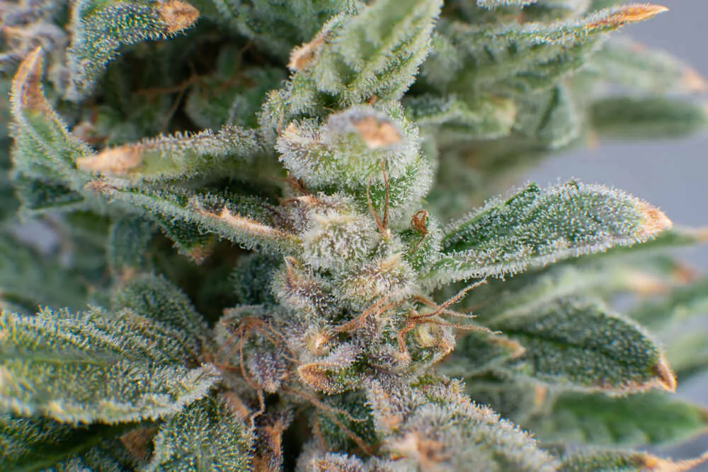 macro trichomes on cannabis
