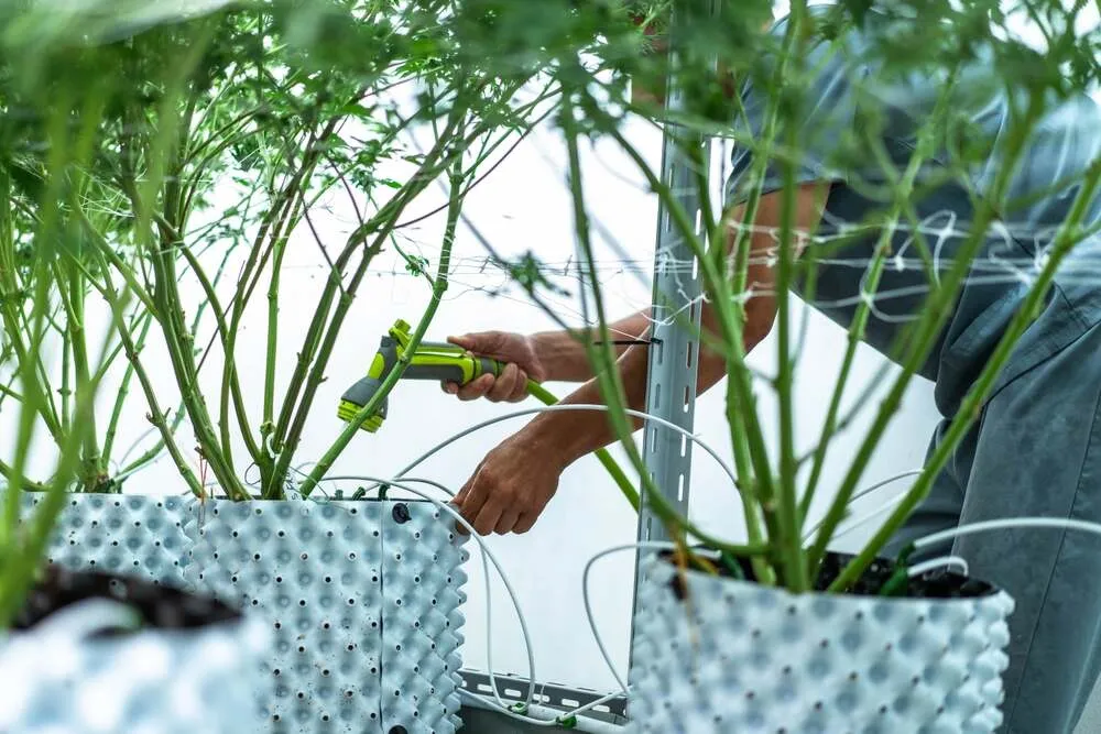 cannabis plants in the foreground with a man in the background flushing cannabis plants