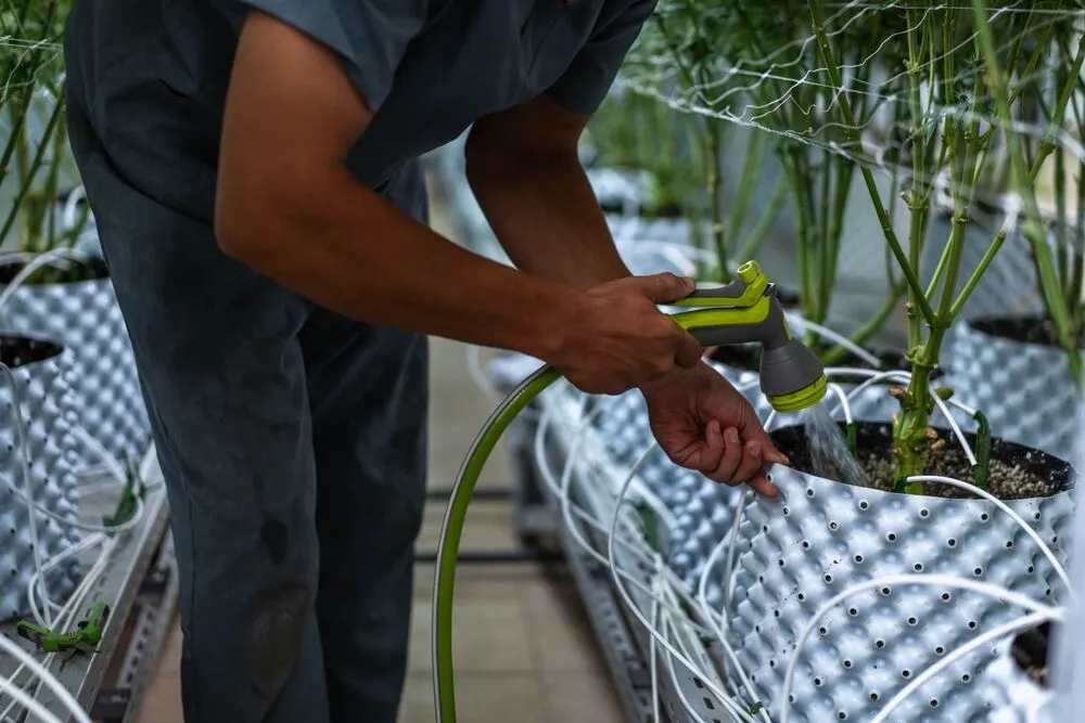 How to flush cannabis plants