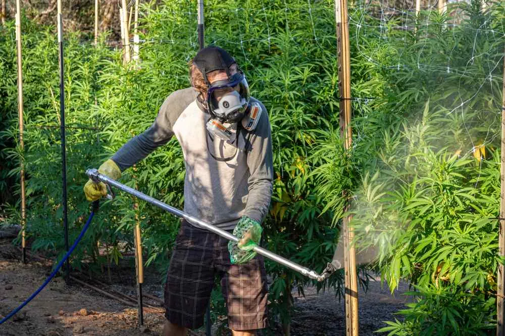 a man using a power yet to spray spider mites off cannabis plants