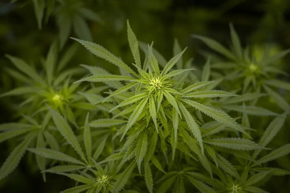 a cannabis plant going into the flowering stage with hairs starting to grow leading to bud formation