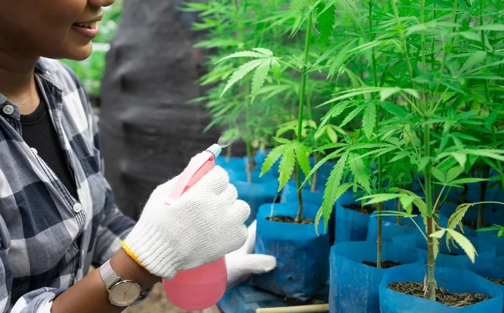 a cannabis grower spraying plants with water to ensure control of spider mites