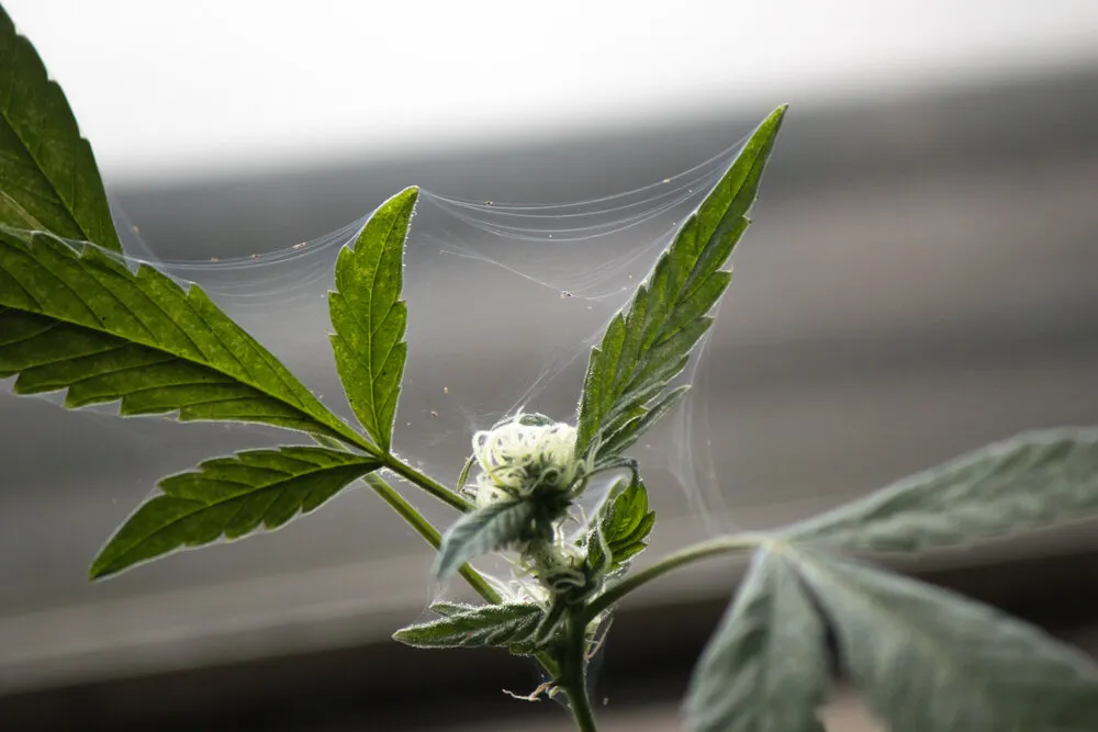 Proven ways of getting rid of spider mites on cannabis plants