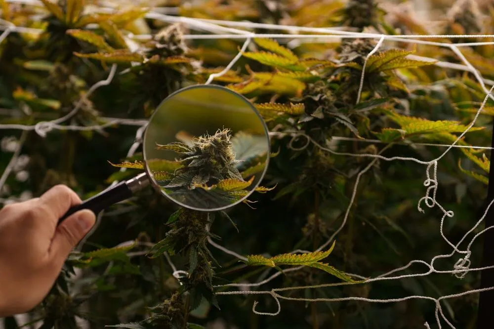 a person taking a close up look using a magnifying glass to look at bud forming